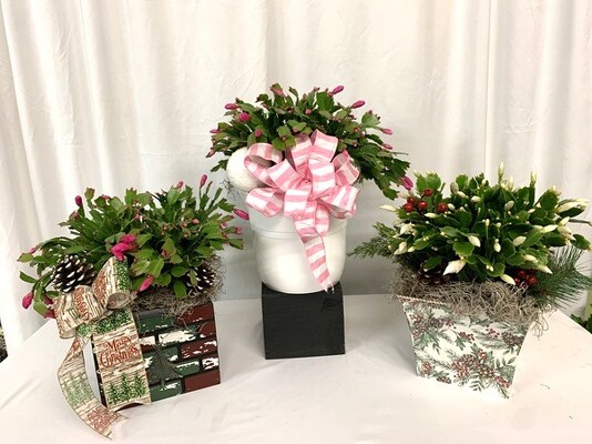 Christmas Cactus Christmas Cactus