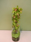 Oh! Orchids