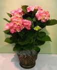 Happy Hydrangea