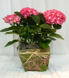 Blooming Hydrangea from local Myrtle Beach florist, Bright & Beautiful Flowers